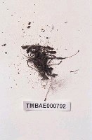 藏品(疣小金髮苔)的圖片